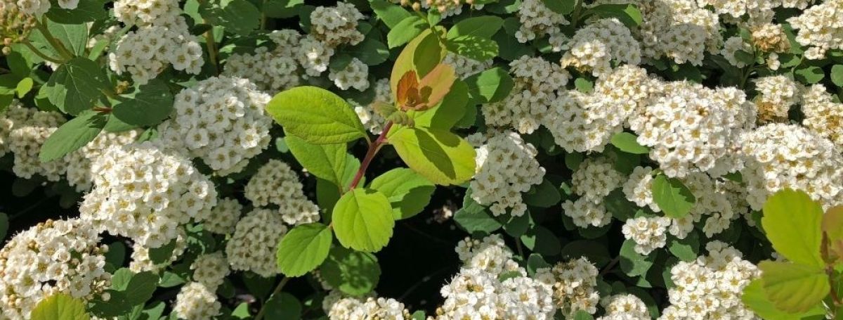 Спирея березолистная – неприхотливая изюминка вашего сада